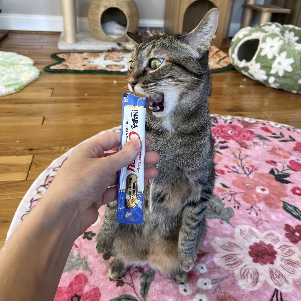 Enlarge Hazel, a Adoptable Domestic Short Hair in Costa Mesa, CA image 5/6