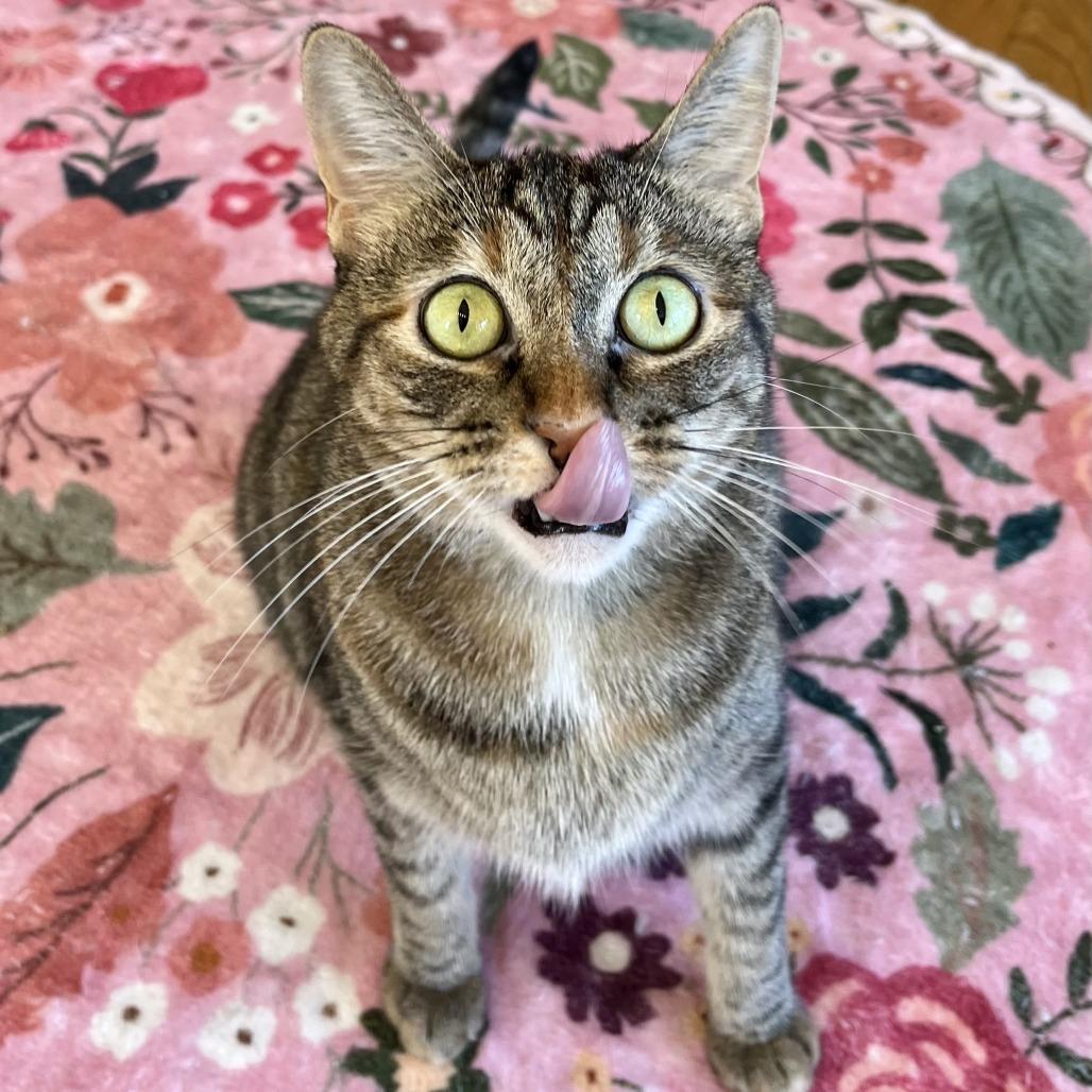 Enlarge Hazel, a Adoptable Domestic Short Hair in Costa Mesa, CA image 6/6