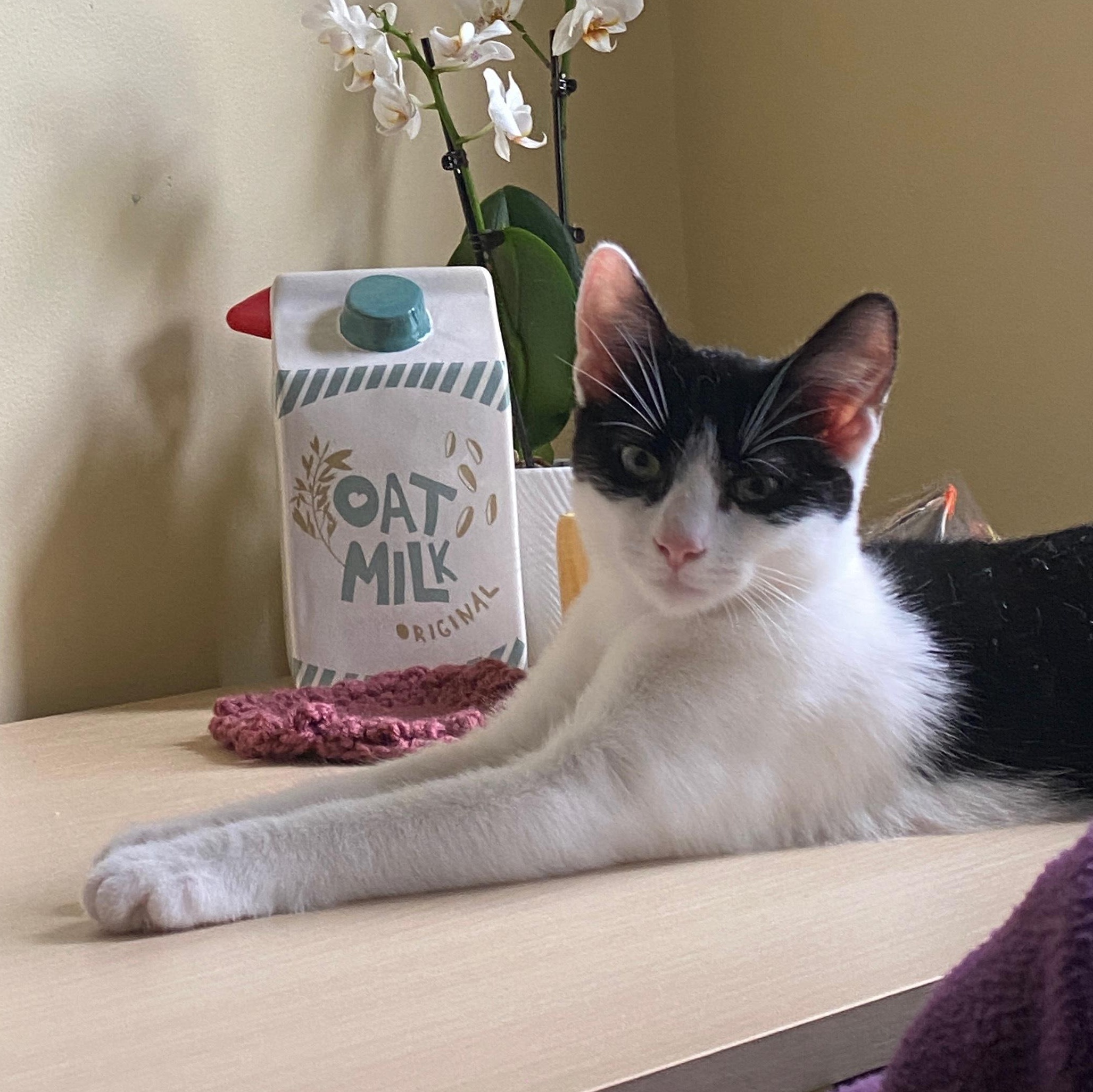 Ishi (bonded to Jade), Adoptable, Kitten Male Domestic Medium Hair.