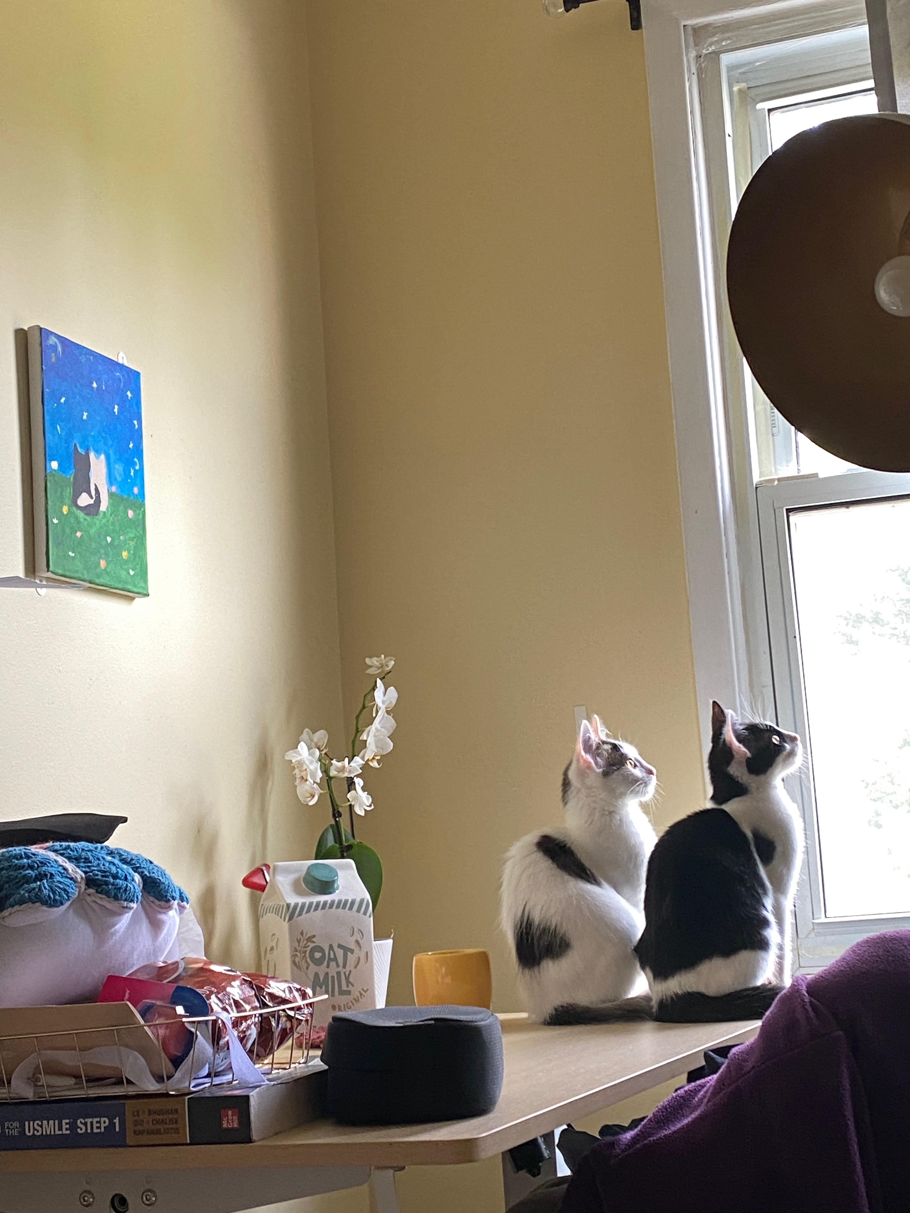 Enlarge Ishi (bonded to Jade), a Adoptable Domestic Medium Hair in Long Island City, NY image 4/5