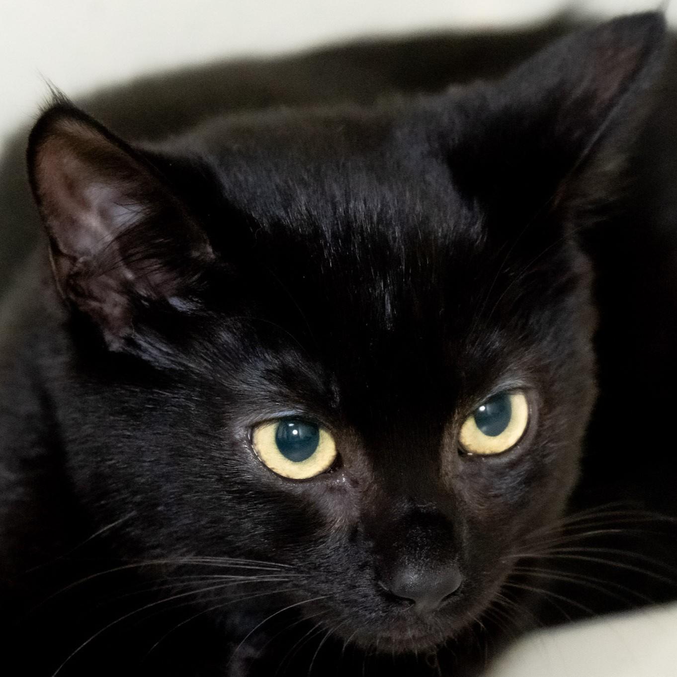 Enlarge Alex, a Adoptable Domestic Short Hair in Victor, NY image 2/4