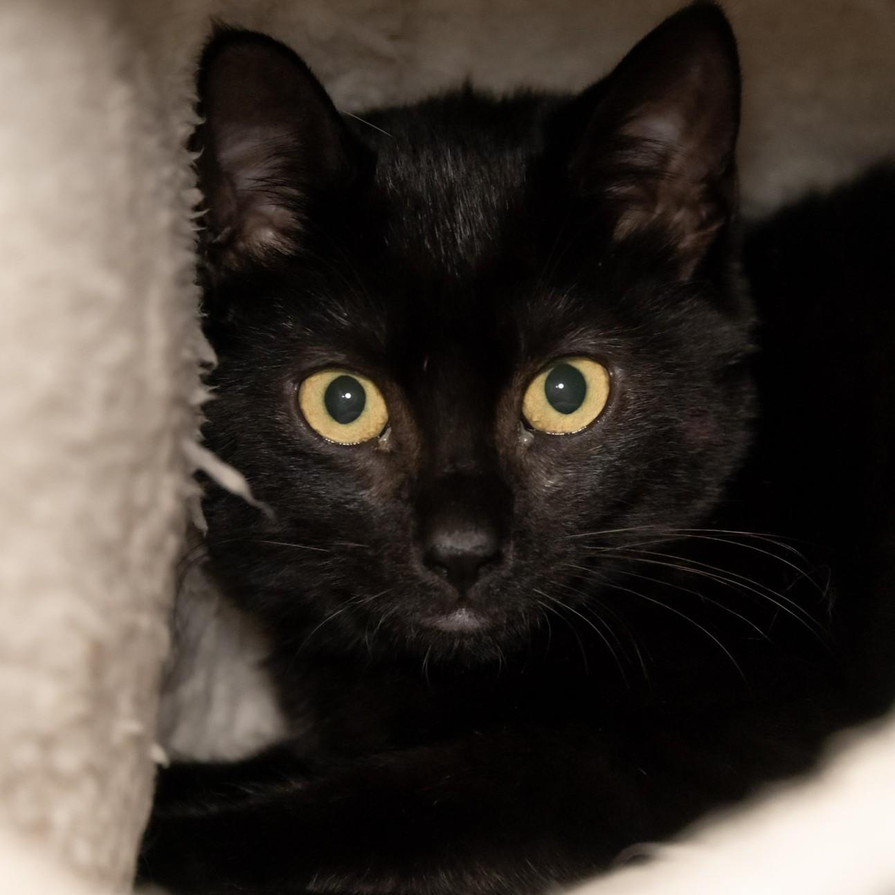 Alex, Adoptable, Young Female Domestic Short Hair.