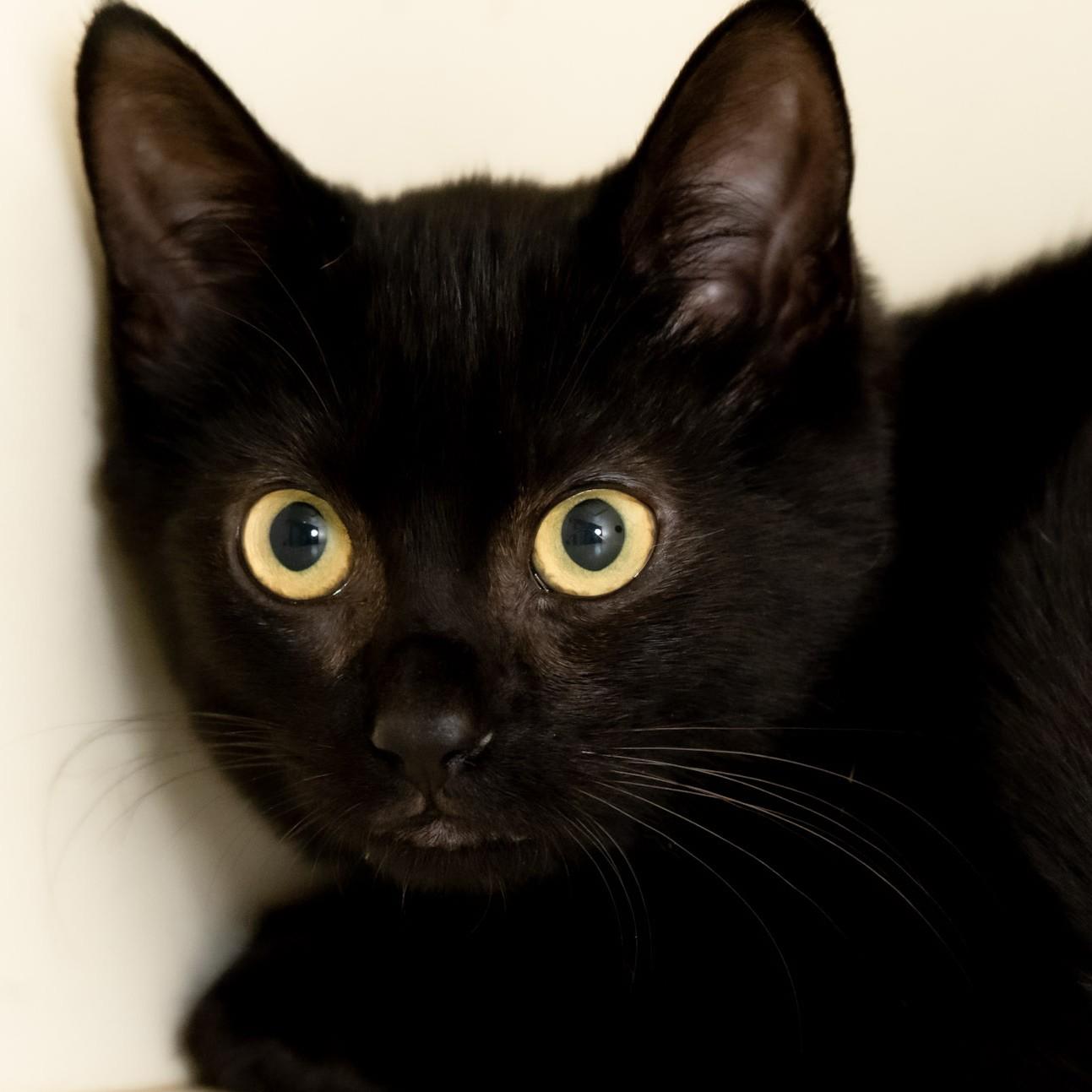 Enlarge Alex, a Adoptable Domestic Short Hair in Victor, NY image 3/4