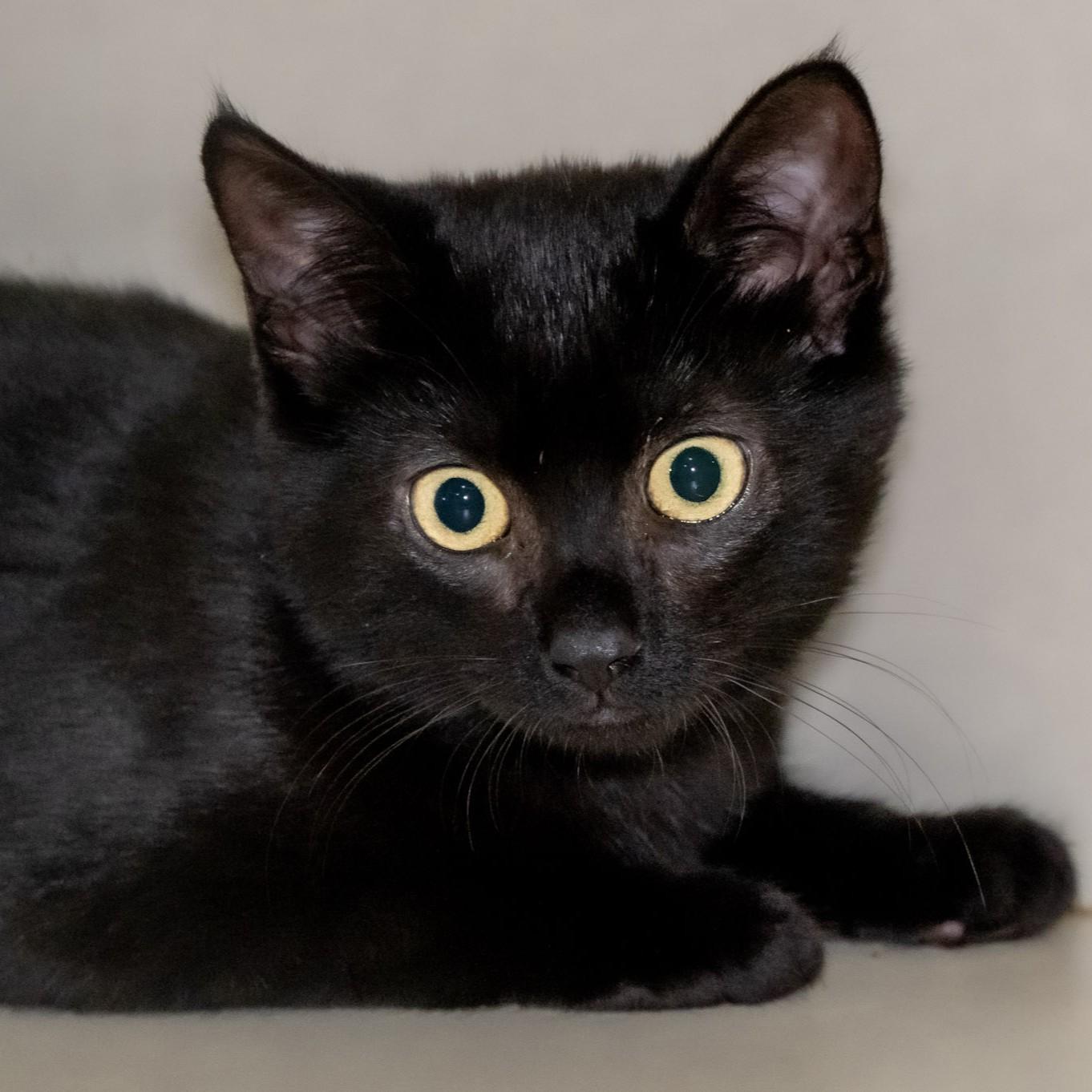 Enlarge Alex, a Adoptable Domestic Short Hair in Victor, NY image 4/4