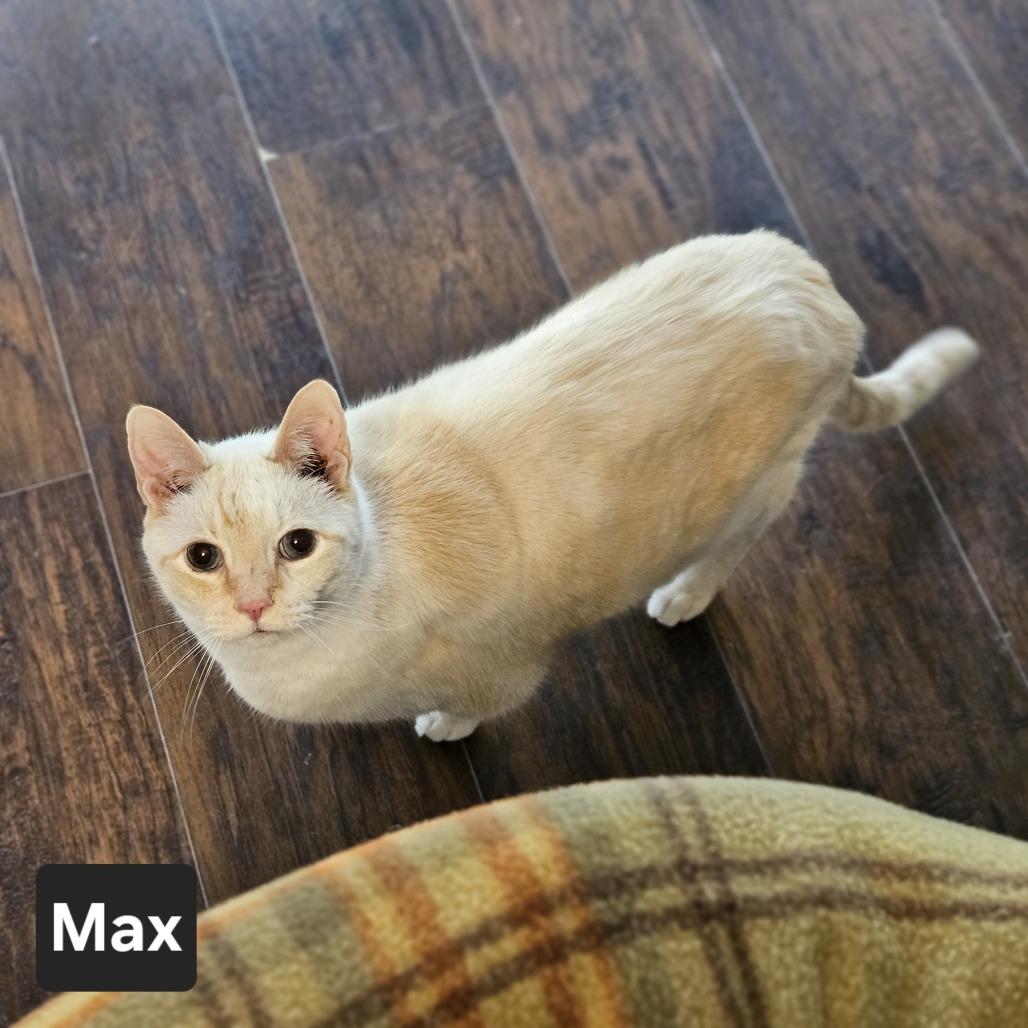 Max, Adoptable, Senior Male Siamese.