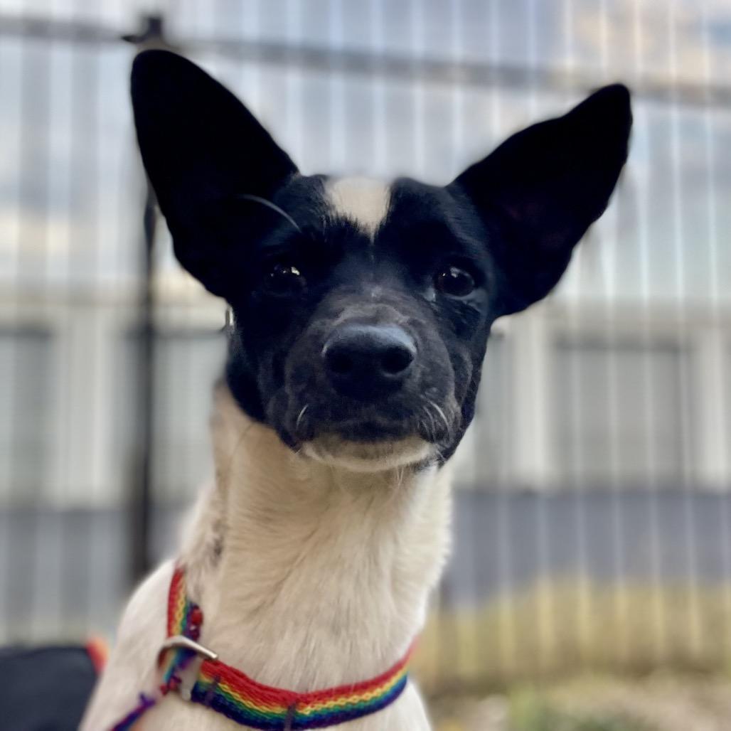 S'mores, Adoptable, Young Male Chihuahua.