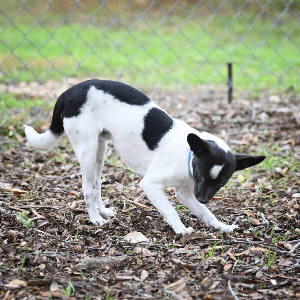 Enlarge S'mores, a Adoptable mixed breed in Wimberley, TX image 2/6