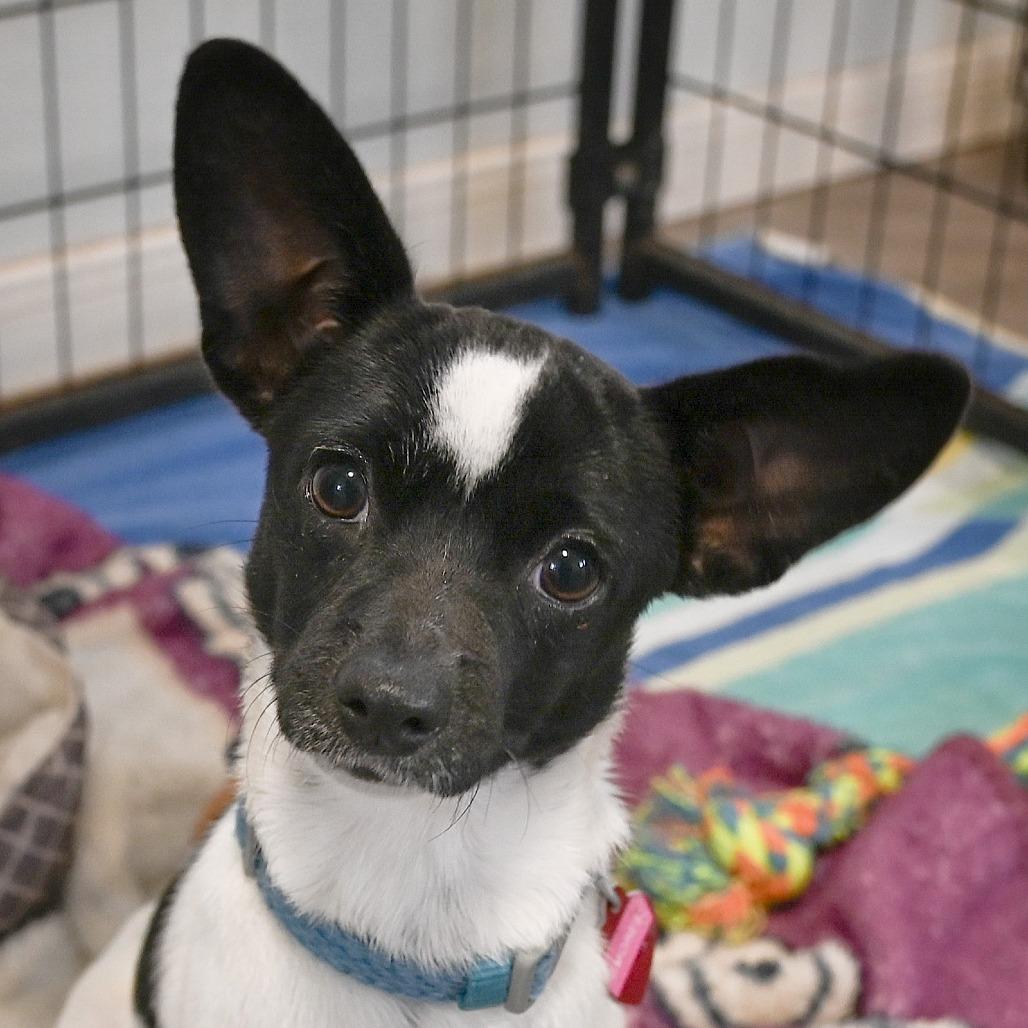 Enlarge S'mores, a Adoptable mixed breed in Wimberley, TX image 3/6