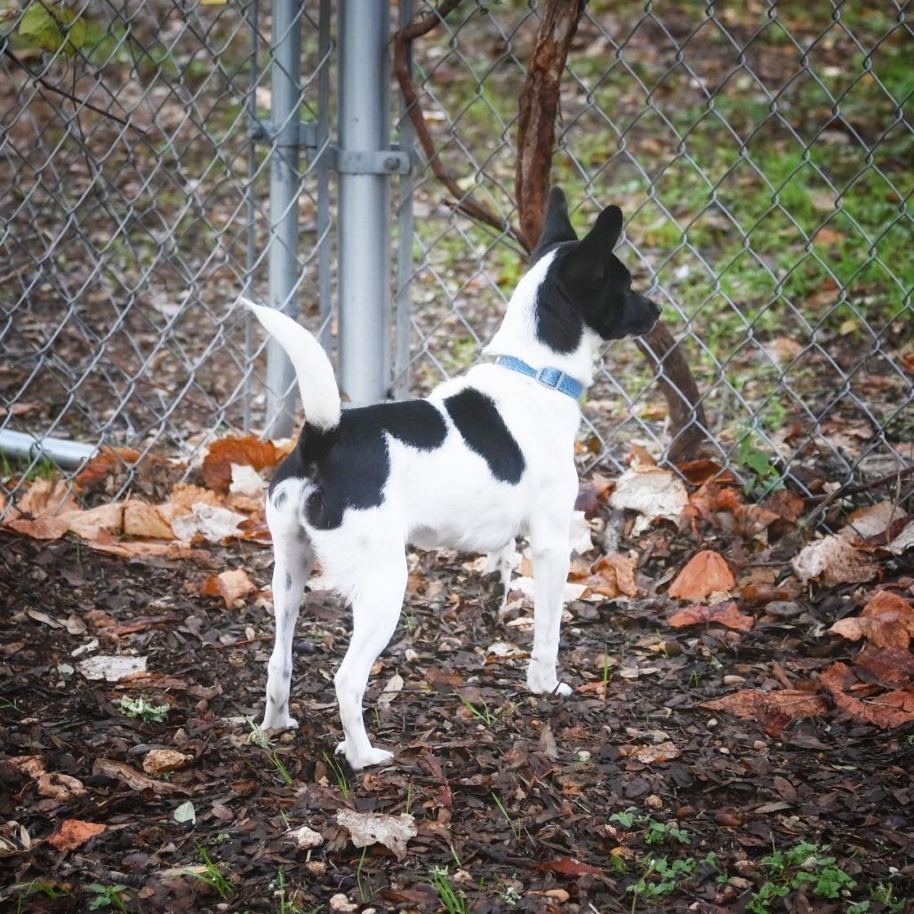 Enlarge S'mores, a Adoptable mixed breed in Wimberley, TX image 4/6