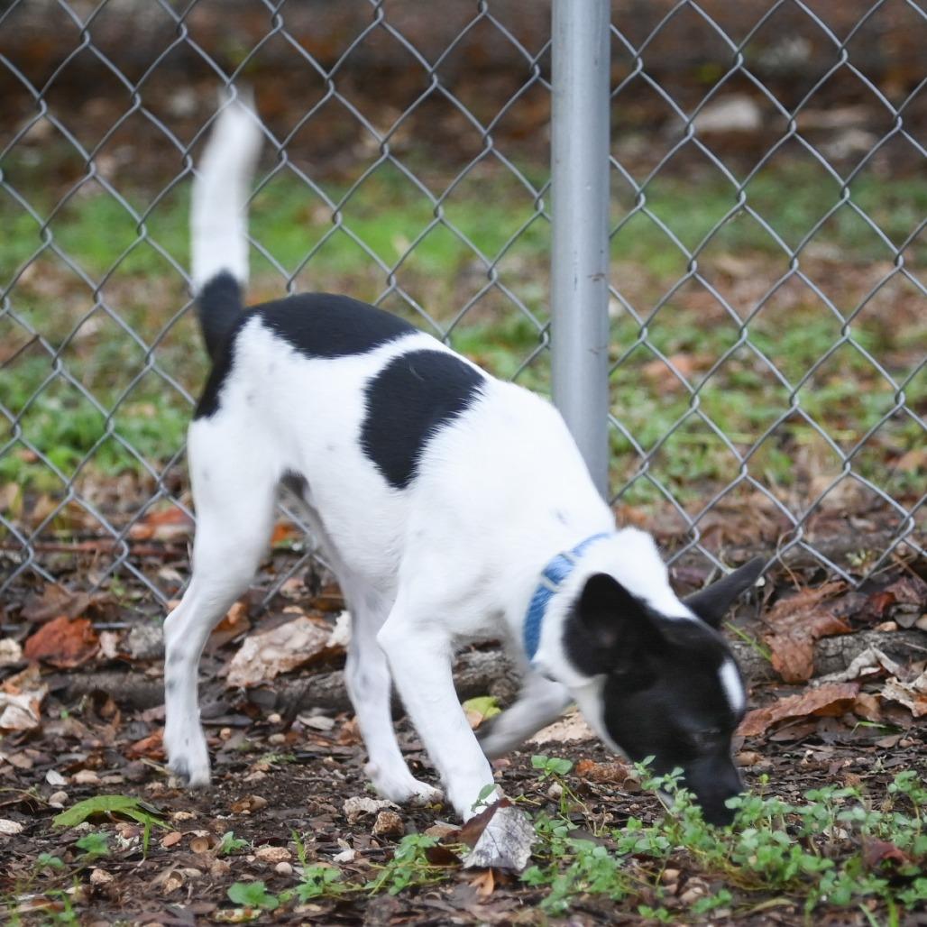 Enlarge S'mores, a Adoptable mixed breed in Wimberley, TX image 5/6