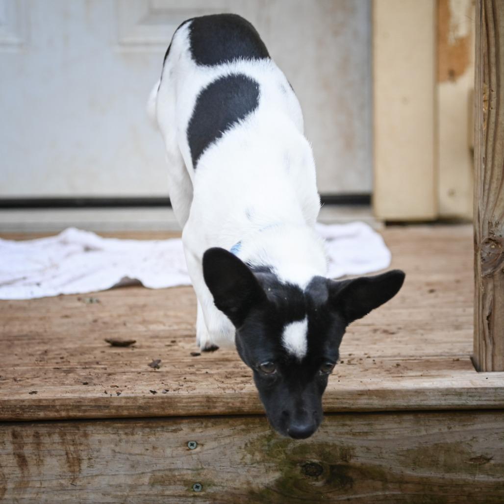 Enlarge S'mores, a Adoptable mixed breed in Wimberley, TX image 6/6
