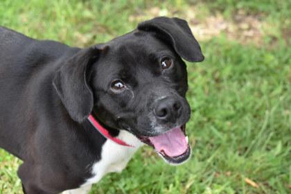 Ava, Adoptable, Adult Female Beagle & Mixed Breed.