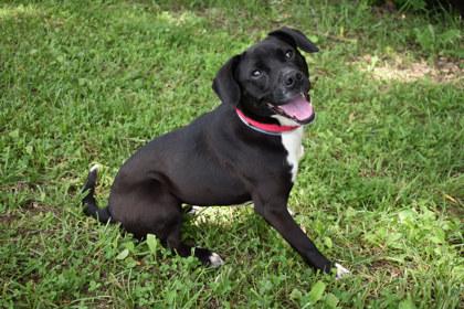 Ava, a Adoptable mixed breed in Kansas City, MO image 2/3