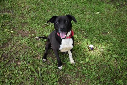 Ava, a Adoptable mixed breed in Kansas City, MO image 3/3