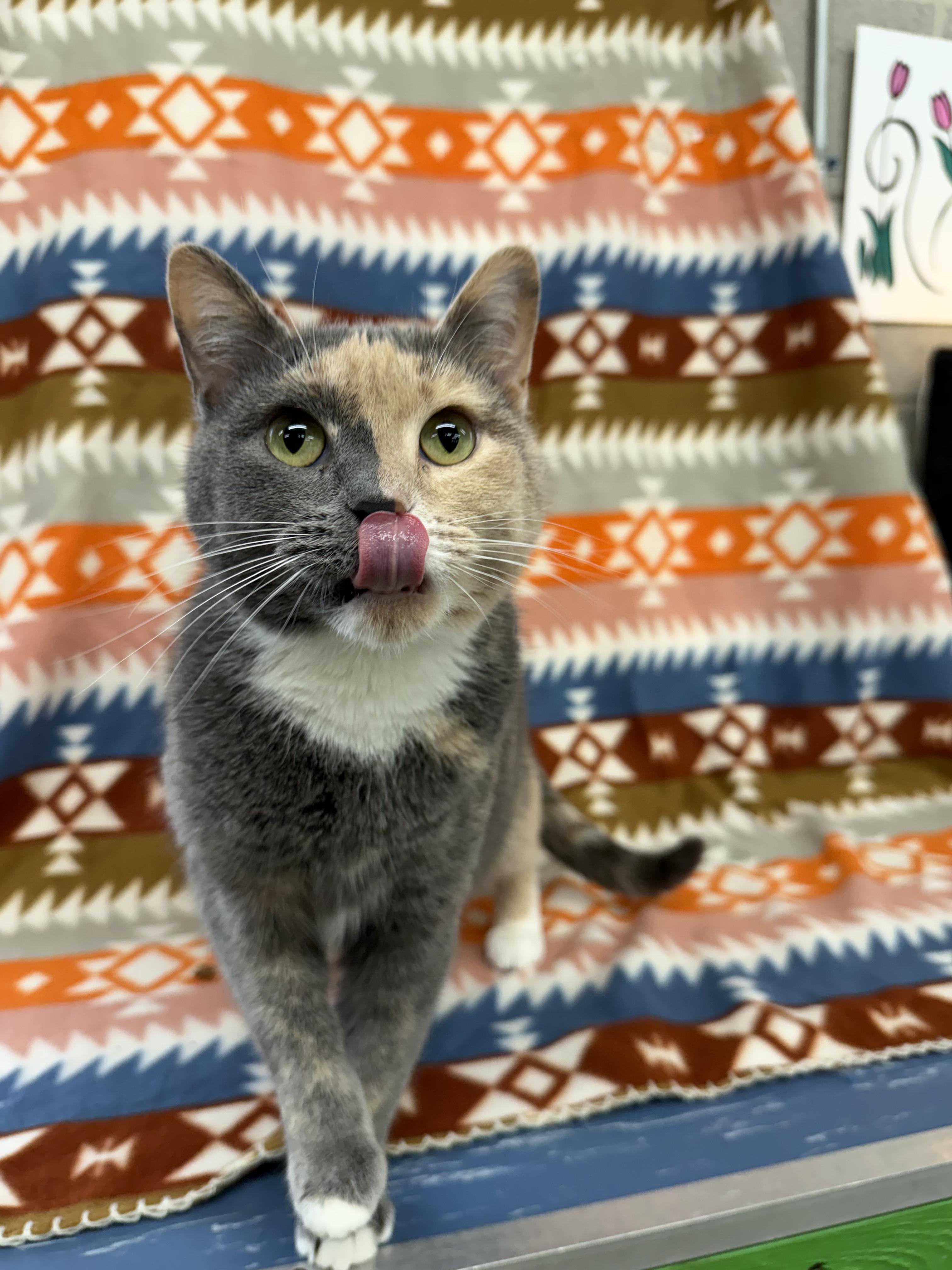 Enlarge Anabelle, a ADOPTABLE Domestic Short Hair in Winamac, IN image 2/2