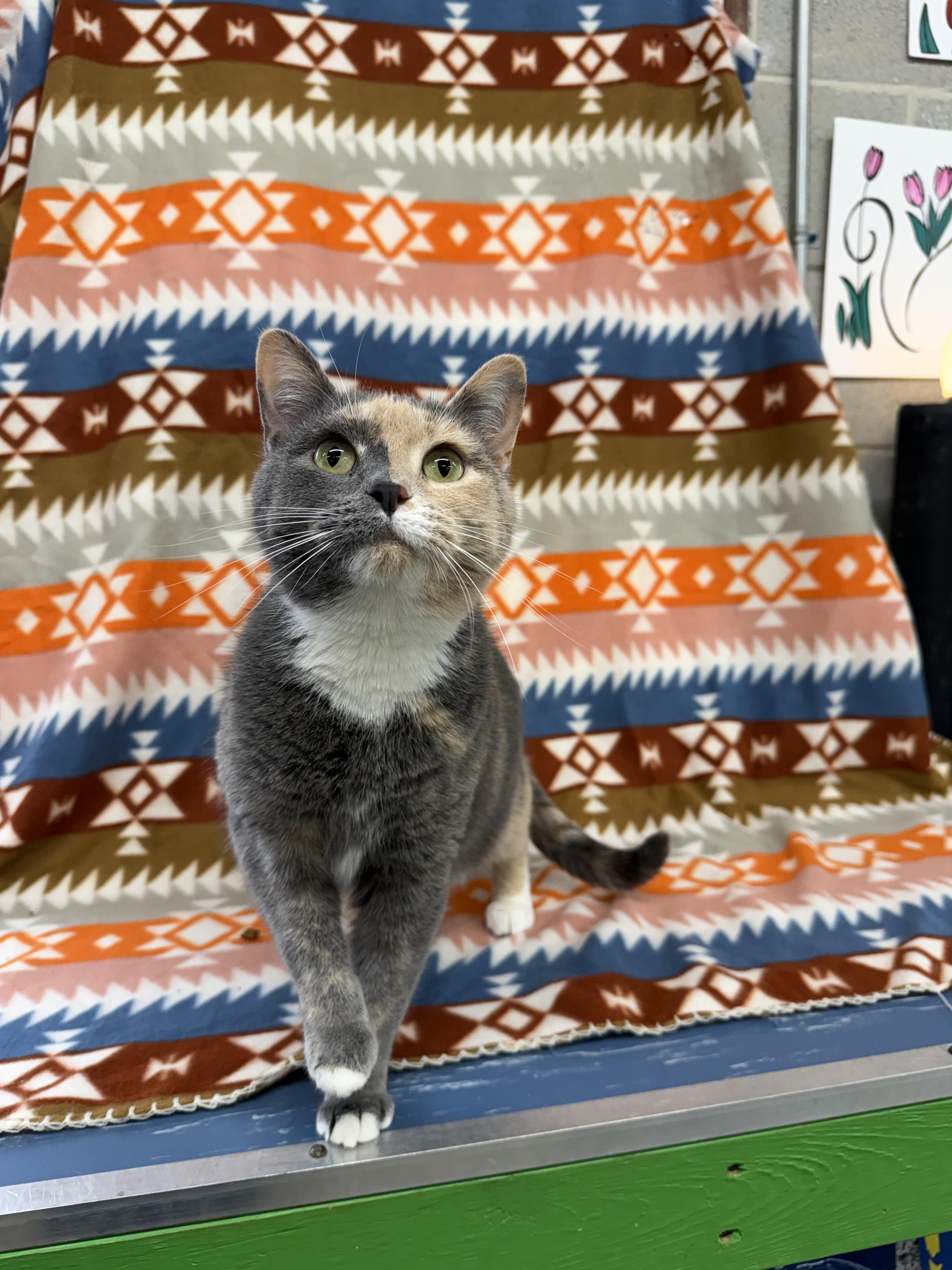 Enlarge Anabelle, a ADOPTABLE Domestic Short Hair in Winamac, IN image 1/2