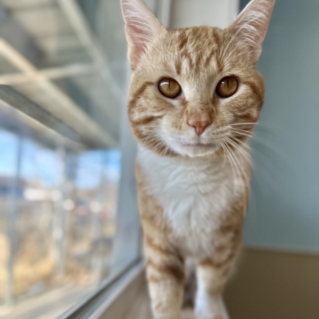 Clunk, Adoptable, Adult Male Domestic Short Hair.