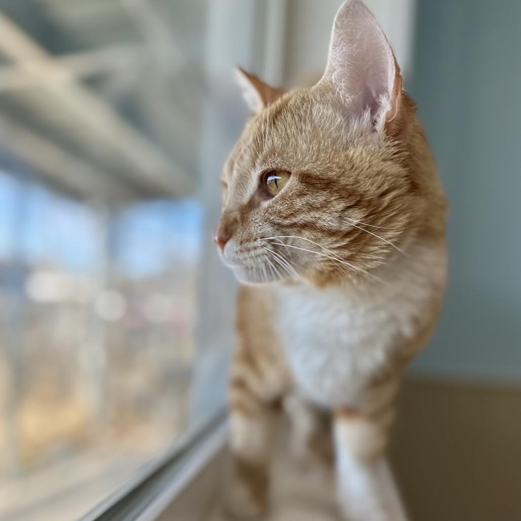 Clunk, a Adoptable Domestic Short Hair in Saskatoon, SK image 2/5