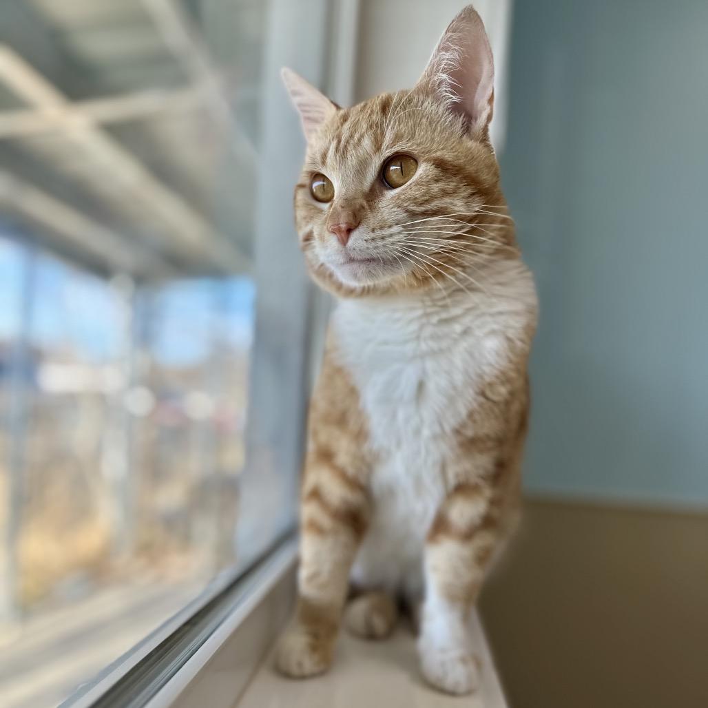 Clunk, a Adoptable Domestic Short Hair in Saskatoon, SK image 3/5