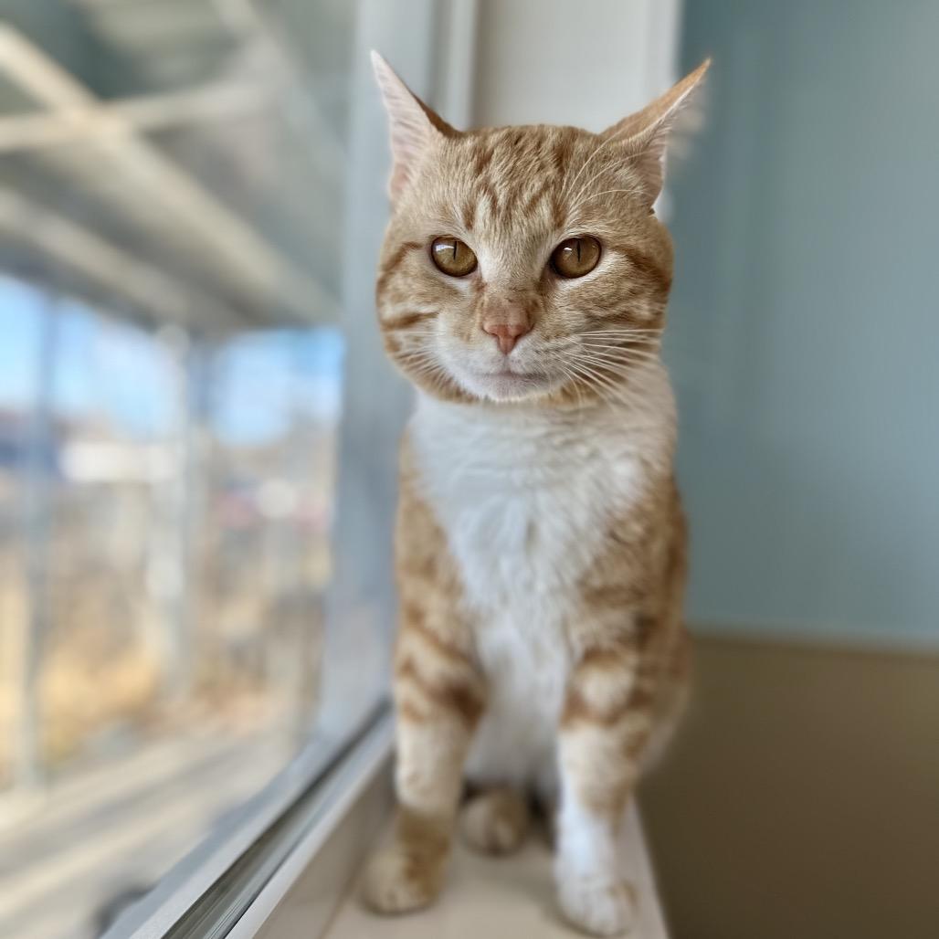 Clunk, a Adoptable Domestic Short Hair in Saskatoon, SK image 4/5