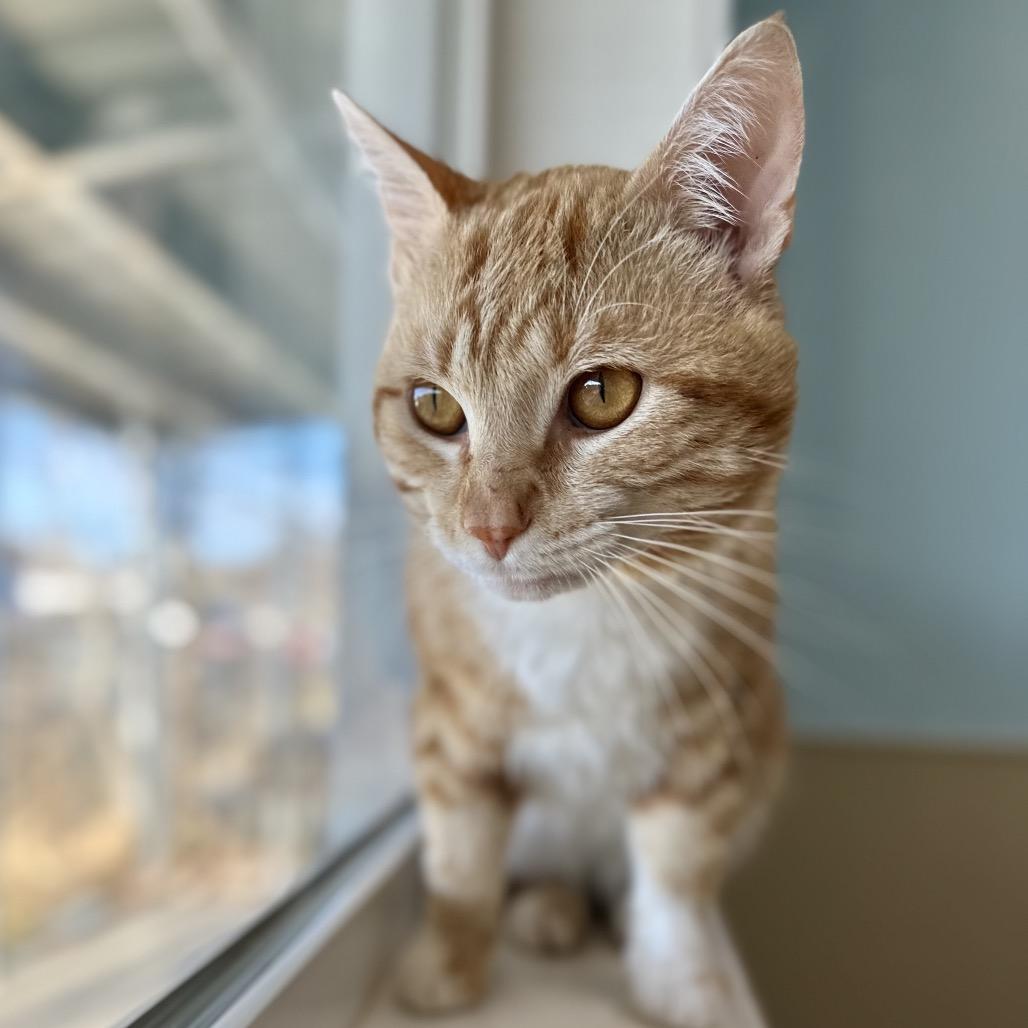 Clunk, a Adoptable Domestic Short Hair in Saskatoon, SK image 5/5