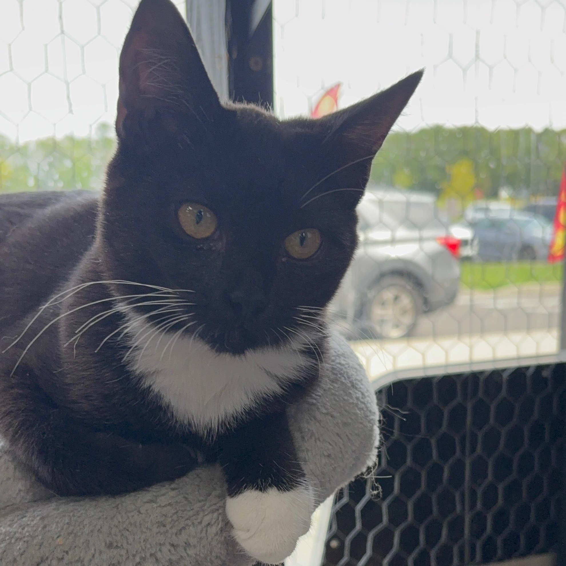 Enlarge Wednesday, a Adoptable Tuxedo in Galloway, NJ image 3/3