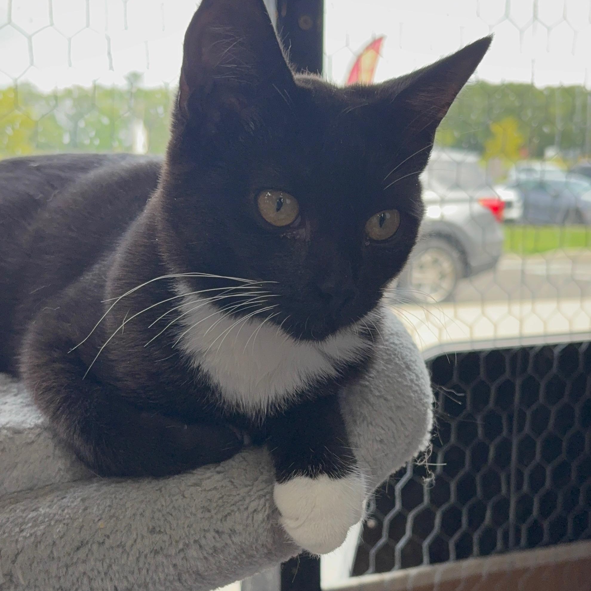Enlarge Wednesday, a Adoptable Tuxedo in Galloway, NJ image 1/3