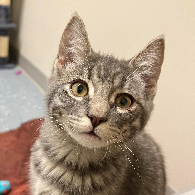 Pluto, Adoptable, Young Male Domestic Short Hair.