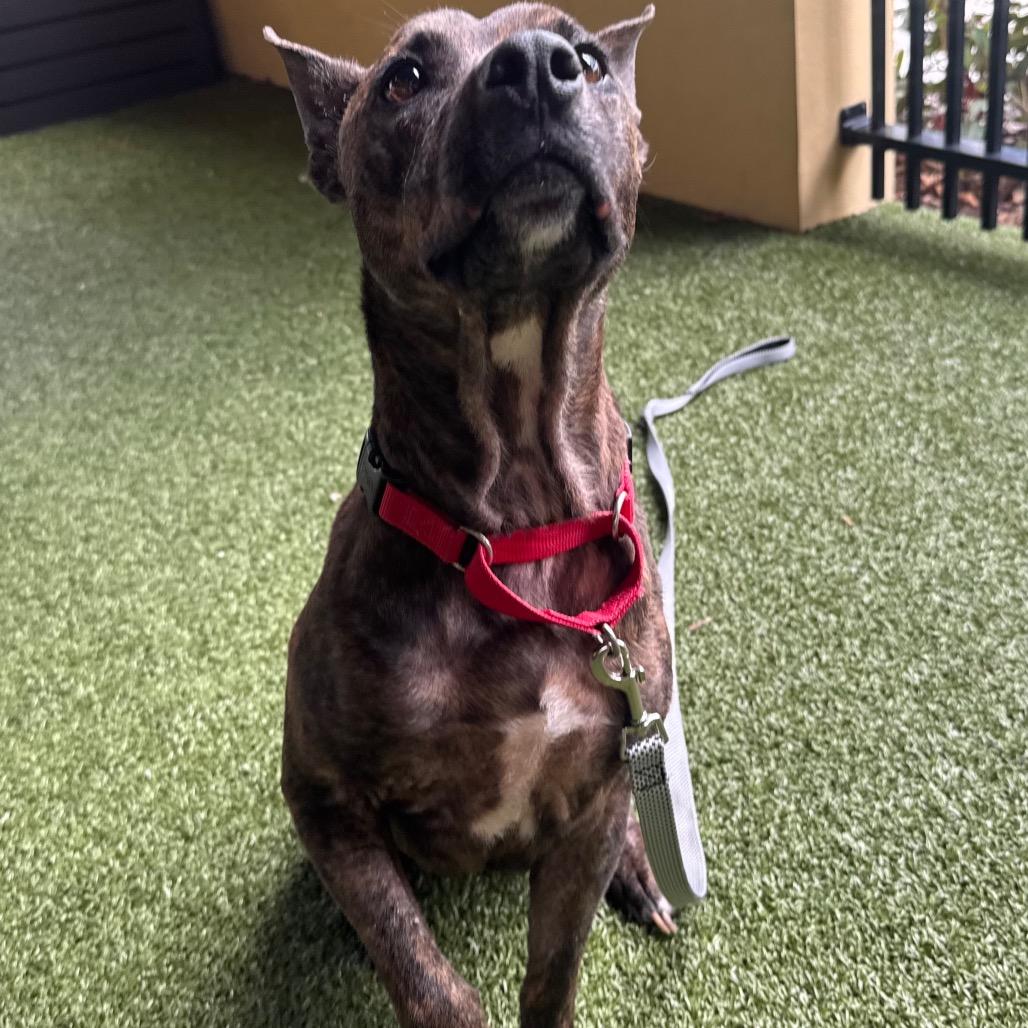 Nala, a Adoptable Mixed Breed in West Palm Beach, FL image 1/6