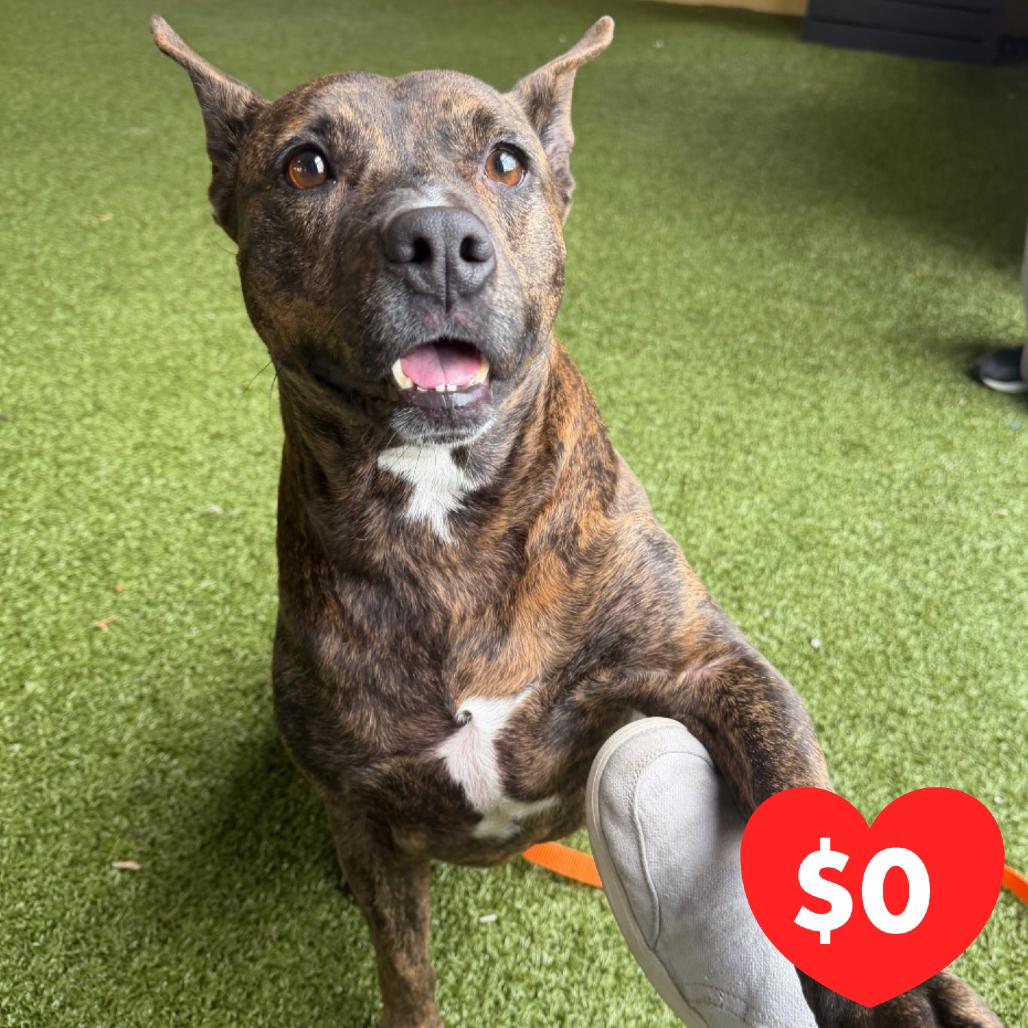 Nala, a Adoptable Mixed Breed in West Palm Beach, FL image 6/6