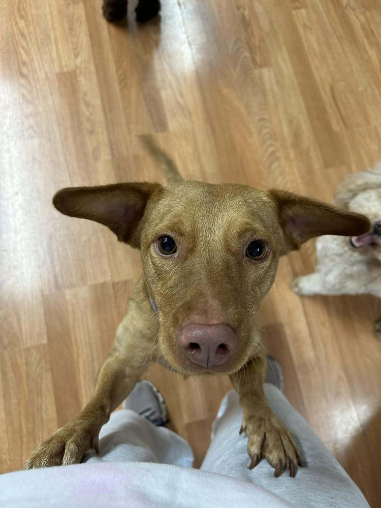 Enlarge Cricket, a Adoptable mixed breed in Saugus, MA image 1/6