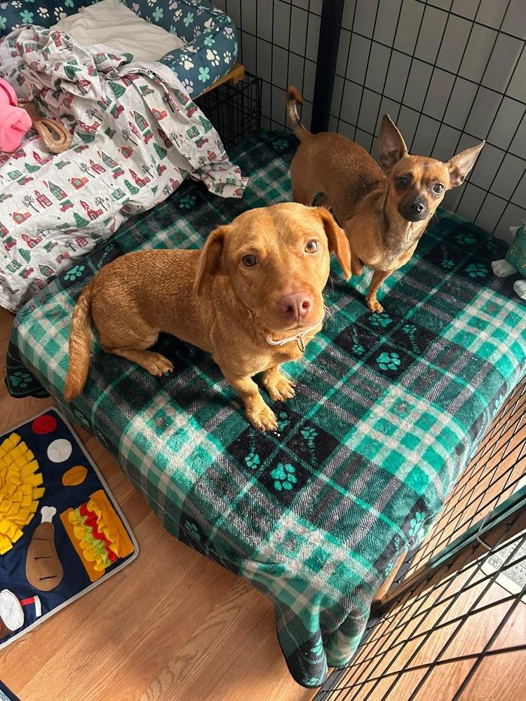 Enlarge Cricket, a Adoptable mixed breed in Saugus, MA image 2/6