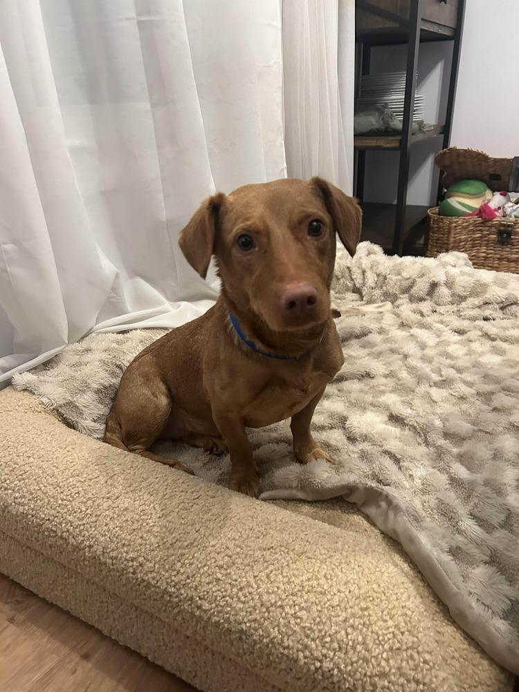 Enlarge Cricket, a Adoptable mixed breed in Saugus, MA image 3/6