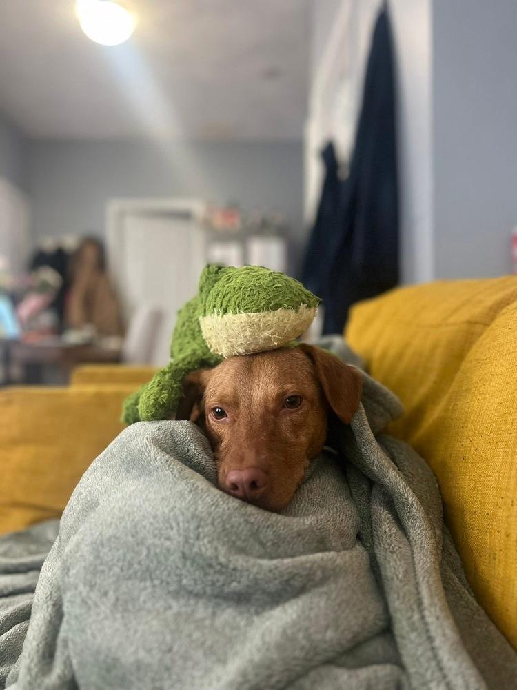 Enlarge Cricket, a Adoptable mixed breed in Saugus, MA image 4/6