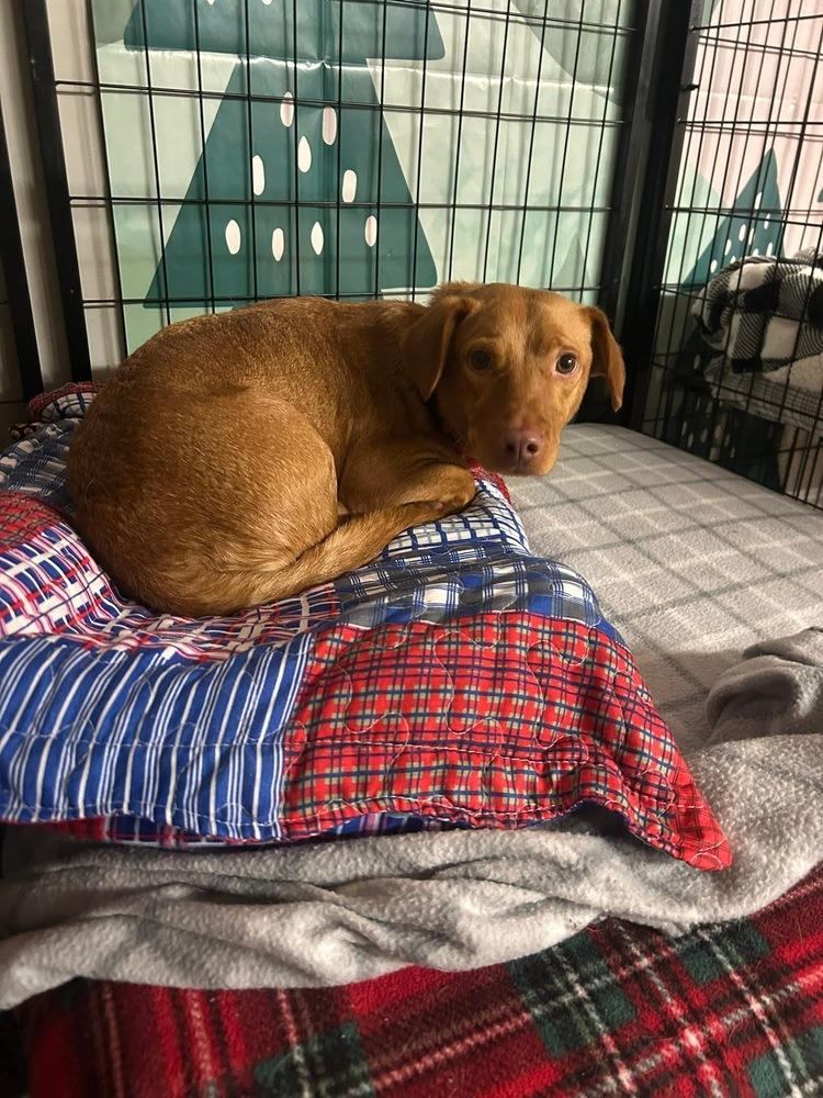 Enlarge Cricket, a Adoptable mixed breed in Saugus, MA image 5/6