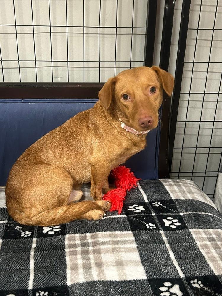 Enlarge Cricket, a Adoptable mixed breed in Saugus, MA image 6/6