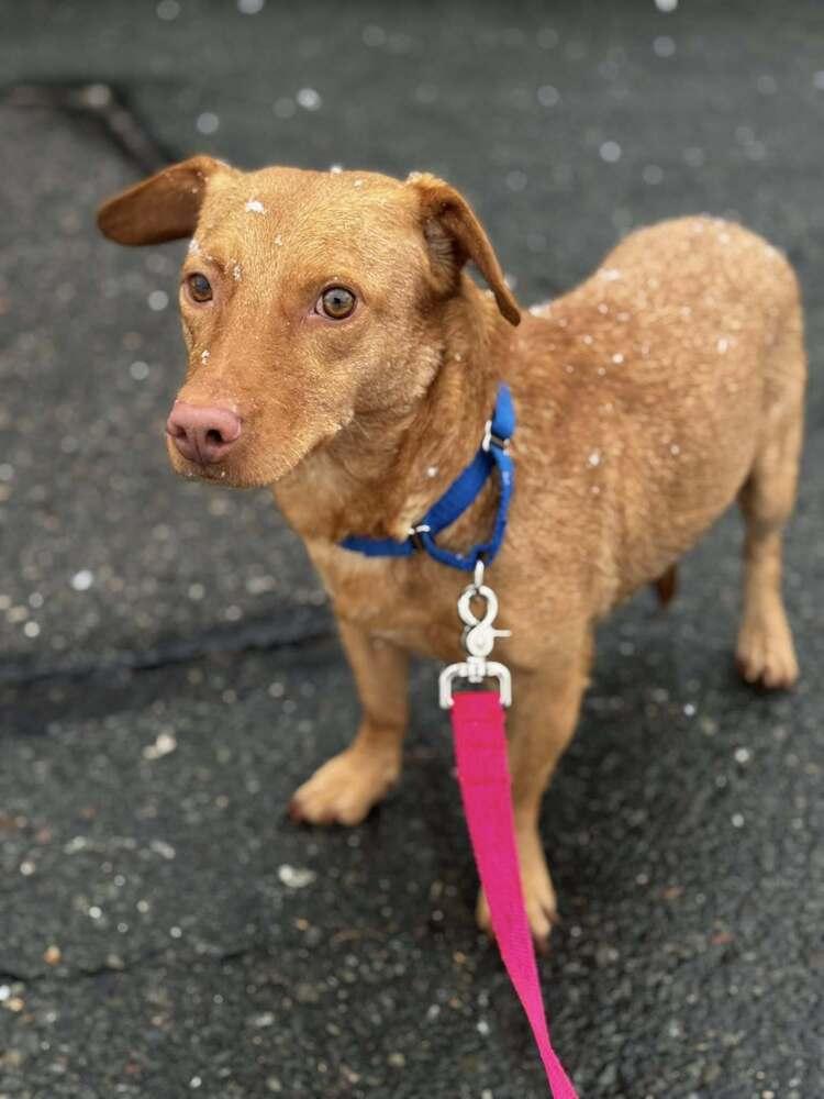 Enlarge Cricket, a Adoptable mixed breed in Saugus, MA image 6/6