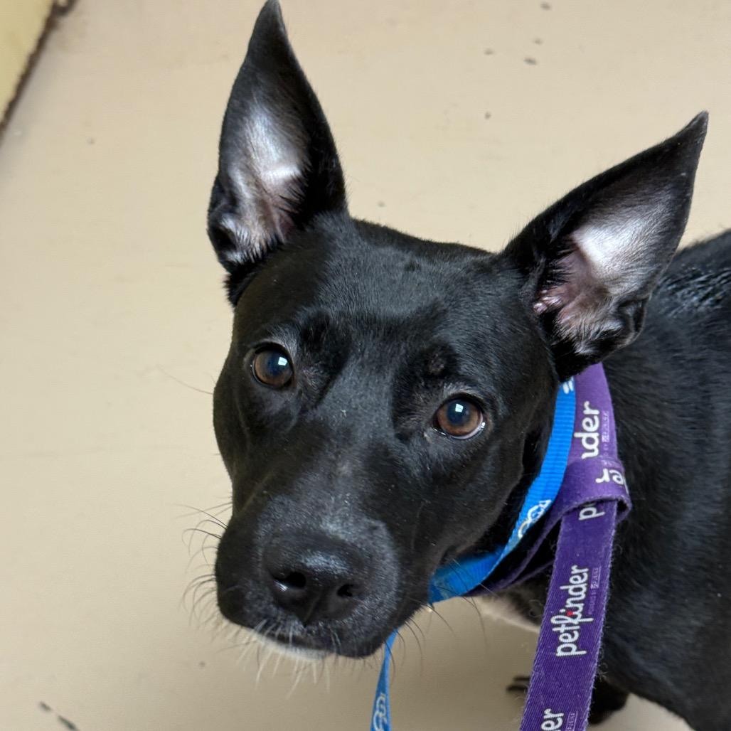 Siri, Adoptable, Adult Female German Shepherd Dog & Mixed Breed.
