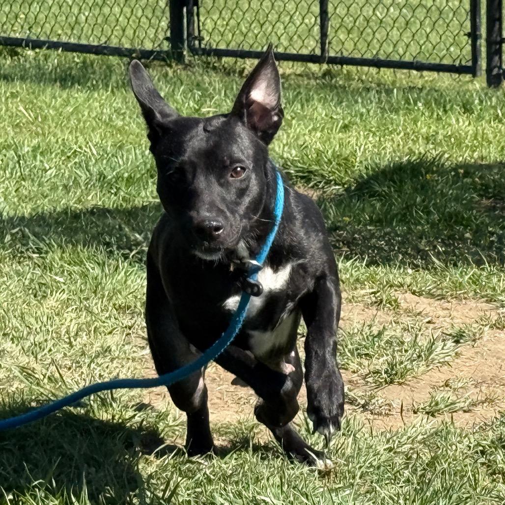 Enlarge Siri, a Adoptable mixed breed in Perkiomenville, PA image 2/6