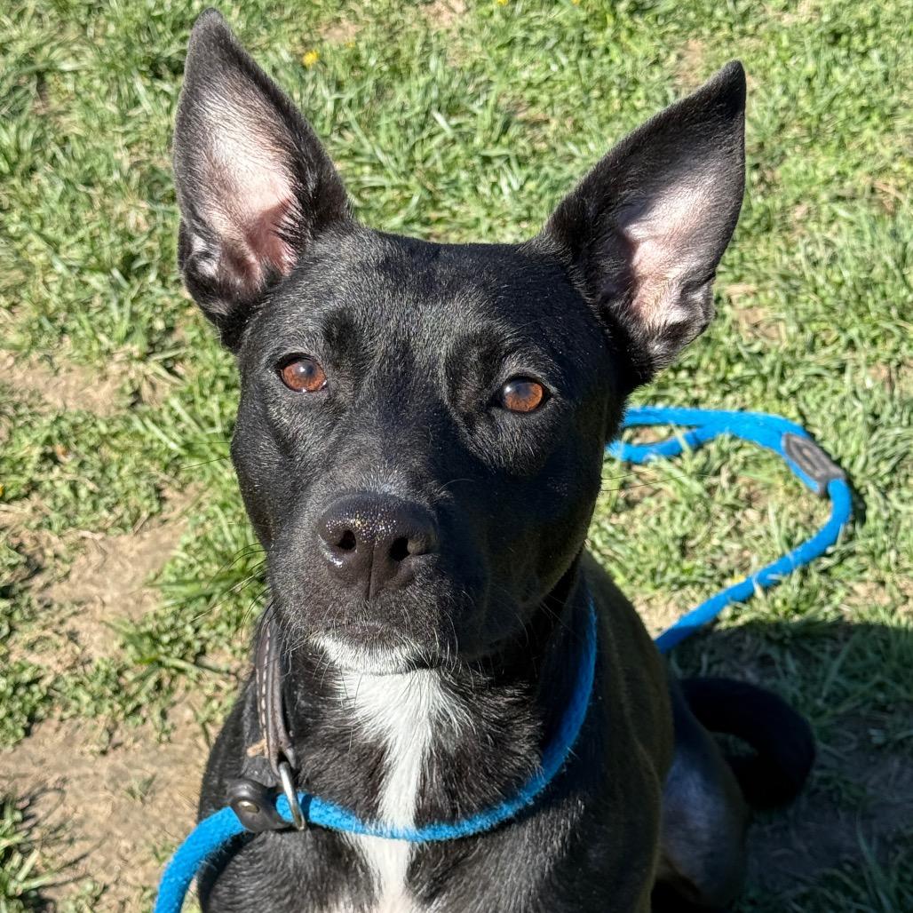 Enlarge Siri, a Adoptable mixed breed in Perkiomenville, PA image 3/6
