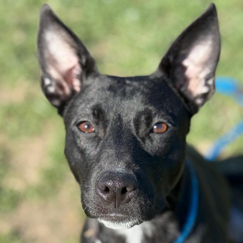 Enlarge Siri, a Adoptable mixed breed in Perkiomenville, PA image 4/6