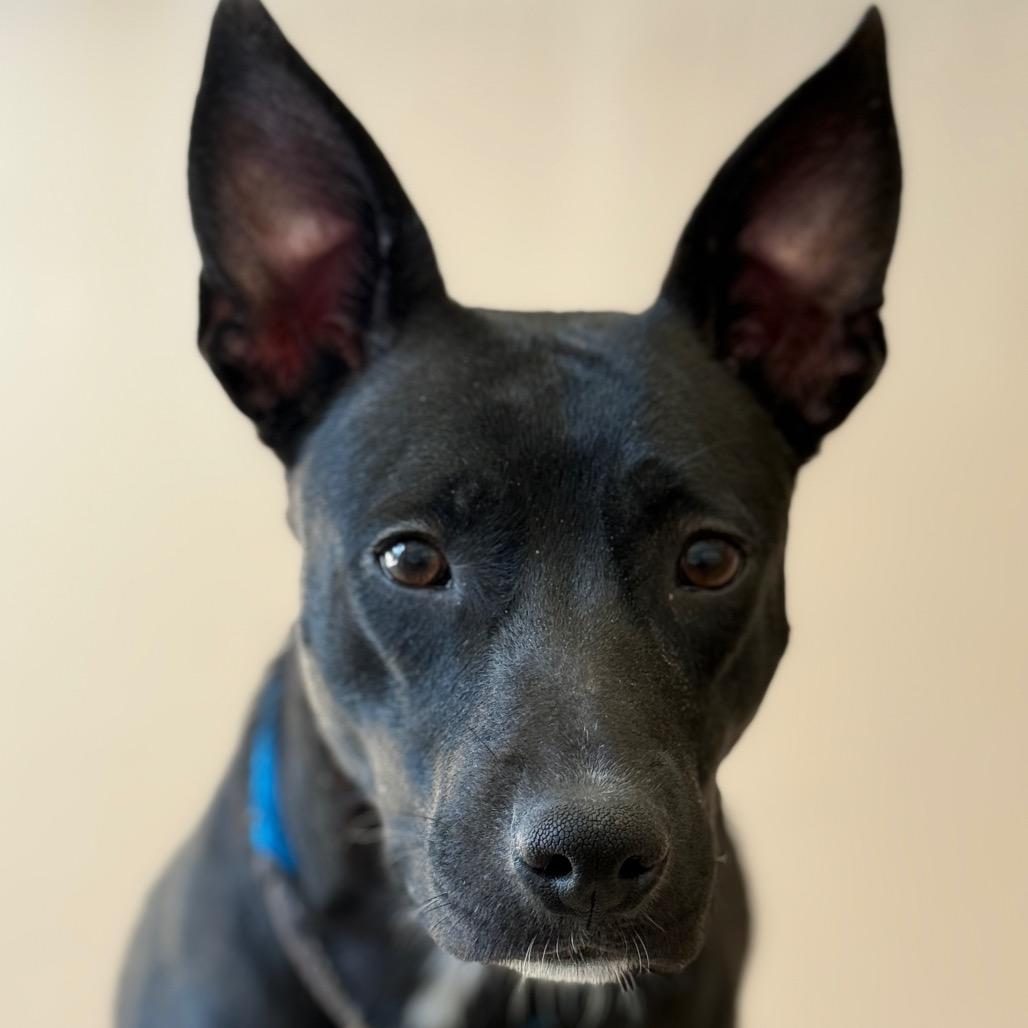 Enlarge Siri, a Adoptable mixed breed in Perkiomenville, PA image 5/6