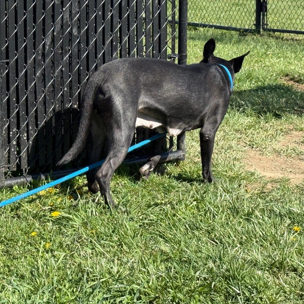 Enlarge Siri, a Adoptable mixed breed in Perkiomenville, PA image 6/6
