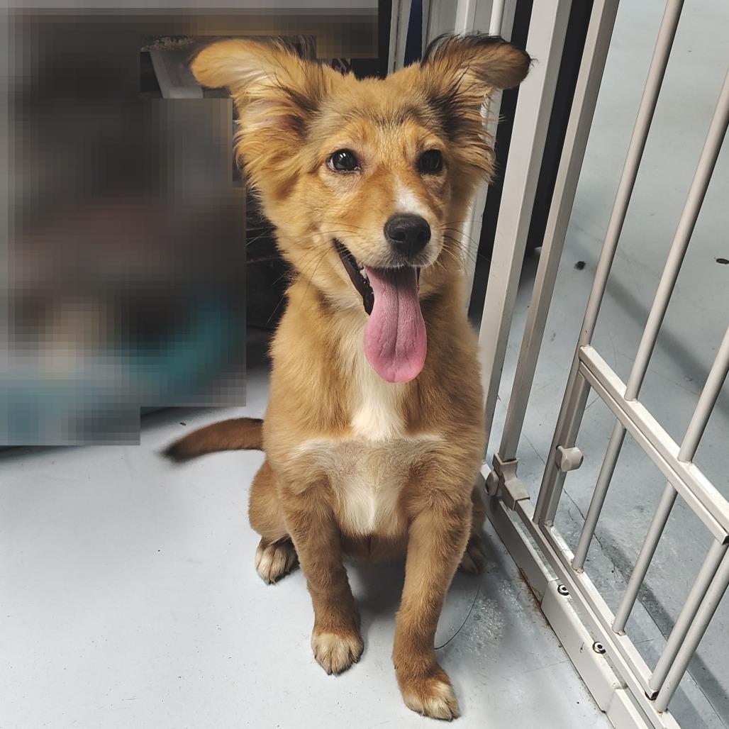 Enlarge Aflac, a Adoptable mixed breed in Springtown, TX image 1/3