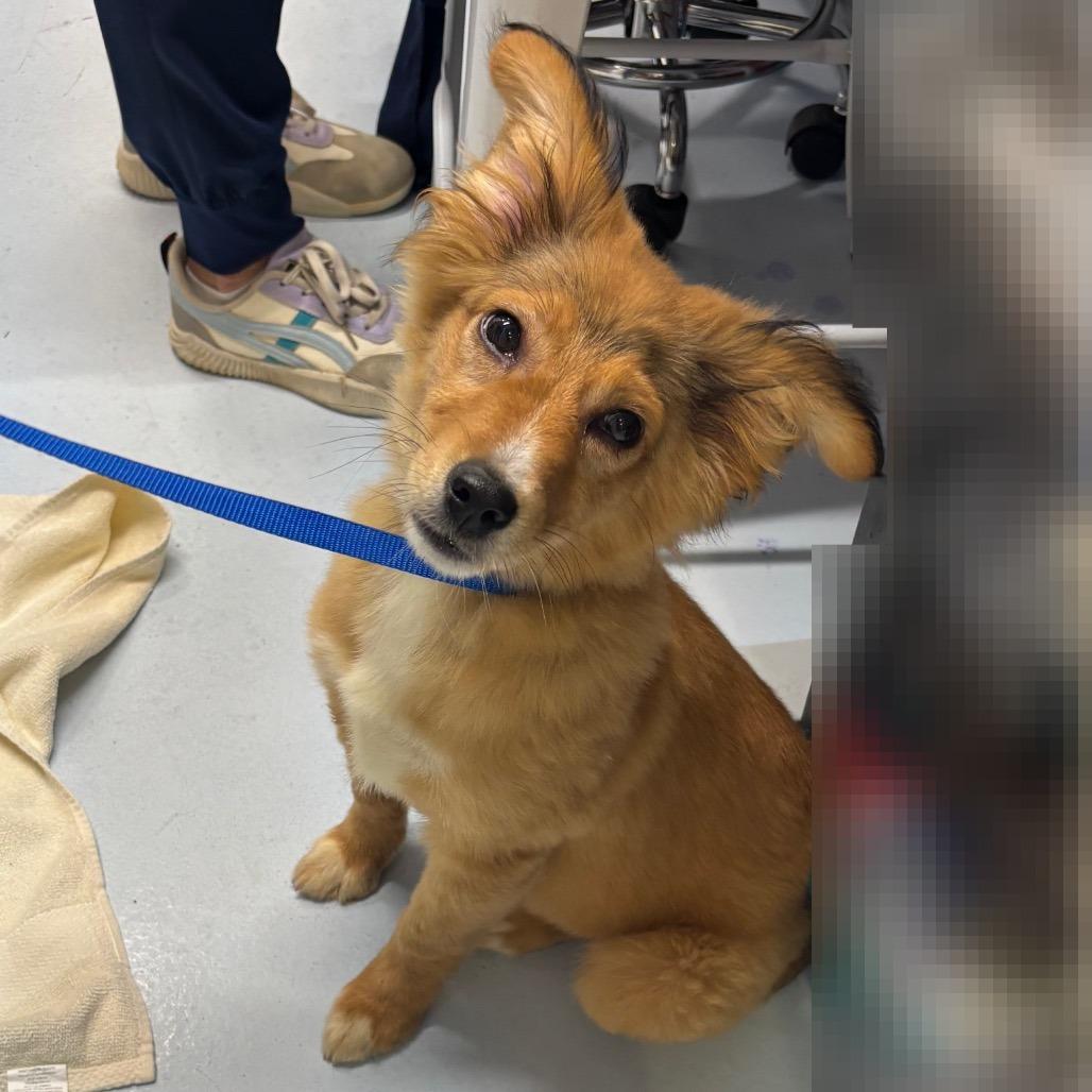 Enlarge Aflac, a Adoptable mixed breed in Springtown, TX image 2/3