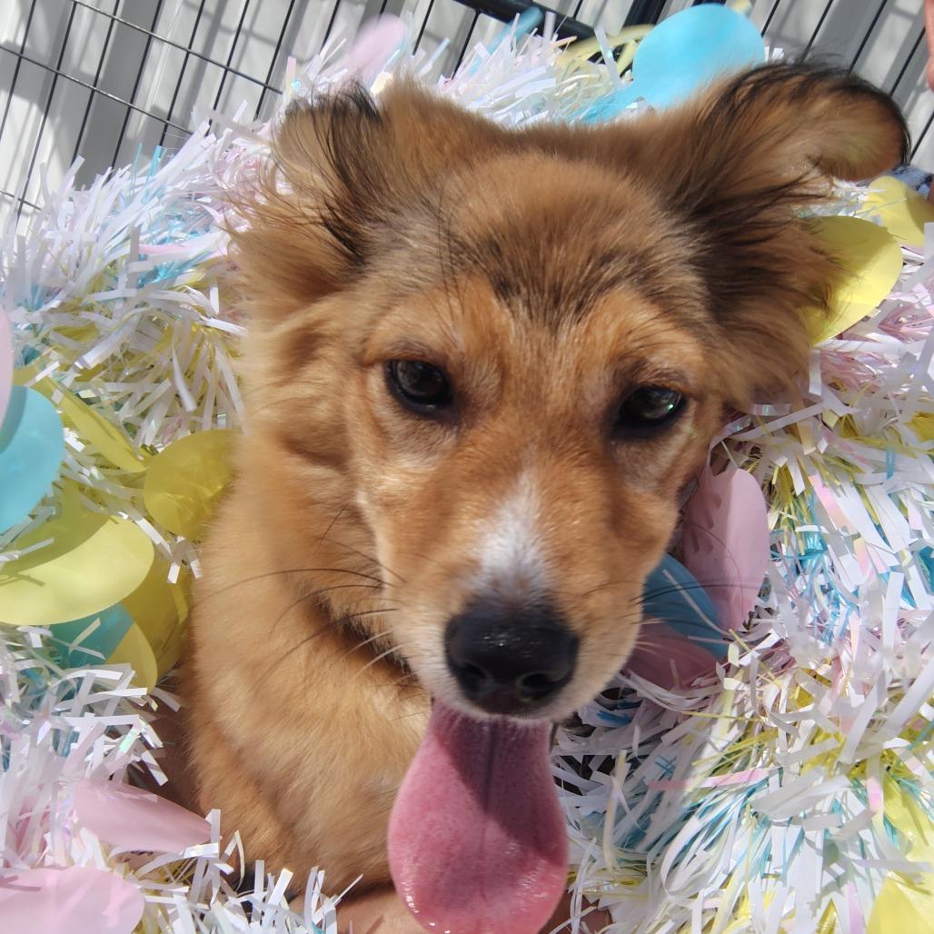 Enlarge Aflac, a Adoptable mixed breed in Springtown, TX image 3/3