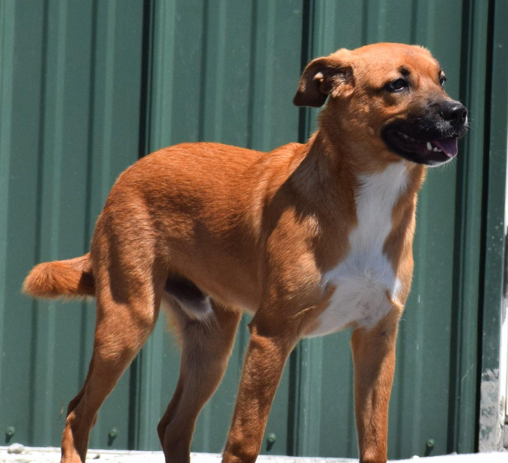 Enlarge Tank-Available www.LHAR.dog to apply, a Adoptable mixed breed in Frederick, MD image 5/6