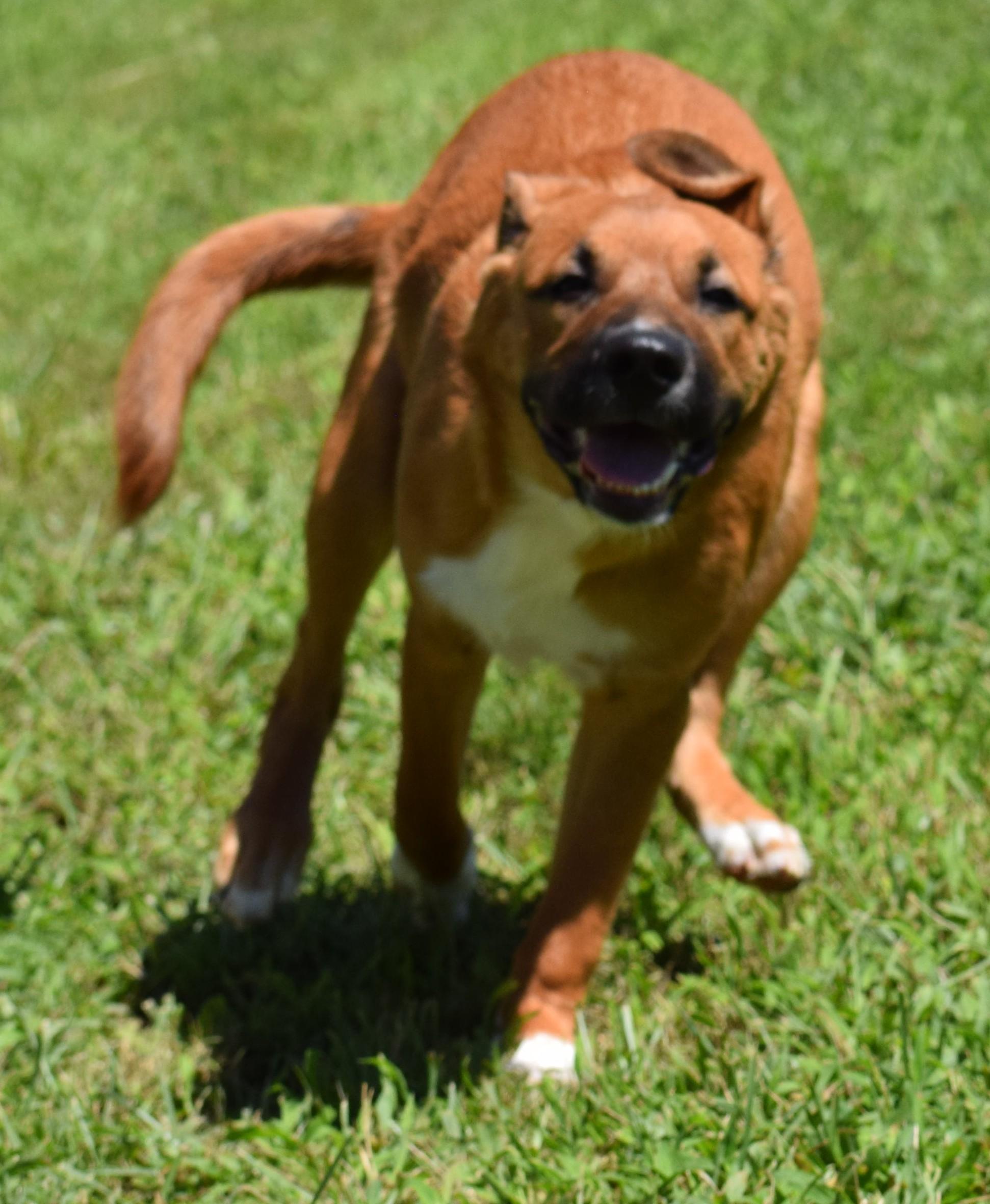 Enlarge Tank-Available www.LHAR.dog to apply, a Adoptable mixed breed in Frederick, MD image 4/6