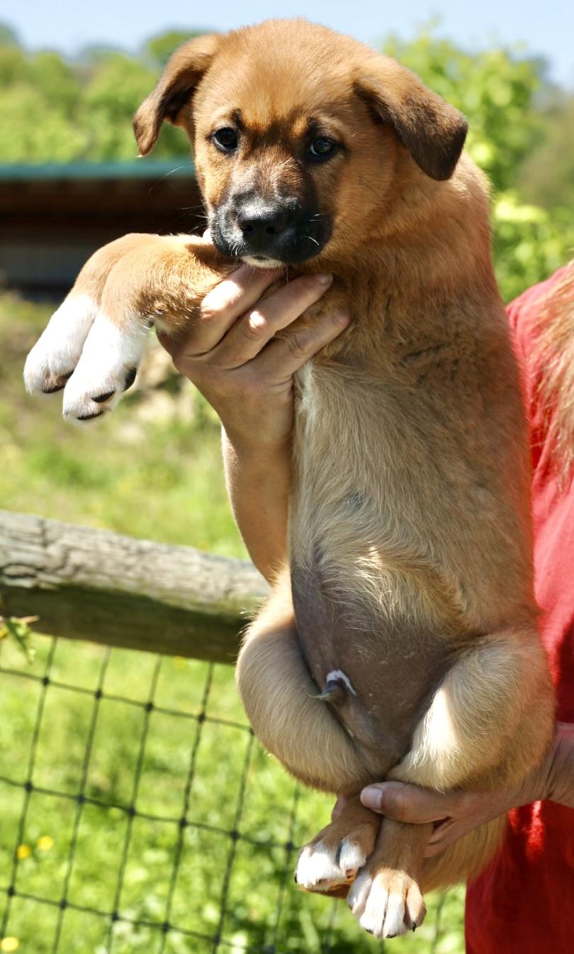 Enlarge Tank-Available 5/17@Petsmart! www.LHAR.dog to Apply!, an adoptable mixed breed in Frederick, MD image 4/6
