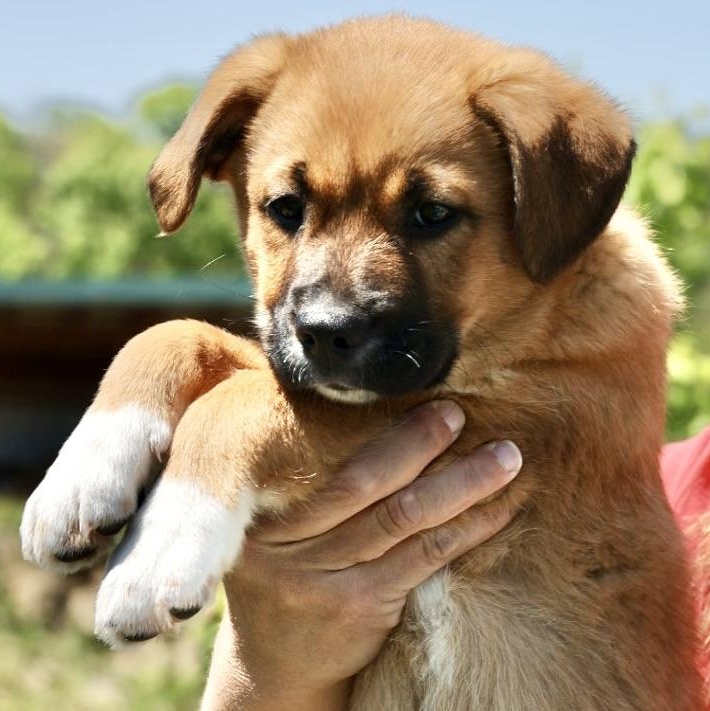 Enlarge Tank-Available 5/17@Petsmart! www.LHAR.dog to Apply!, an adoptable mixed breed in Frederick, MD image 2/6